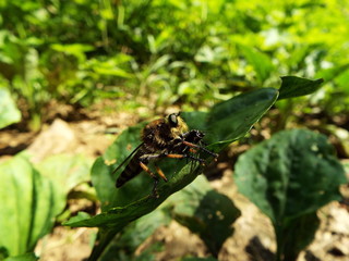 シオヤアブ horsefly