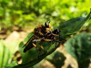 シオヤアブ horsefly