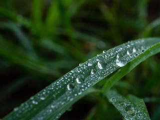 Water drops on green grass