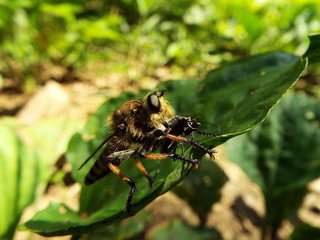 シオヤアブ horsefly