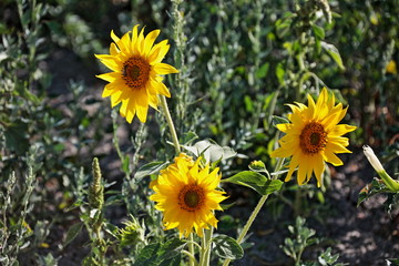 Sunflower and bee natural background.