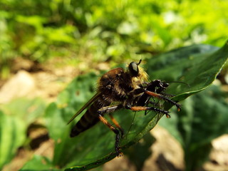 シオヤアブ horsefly