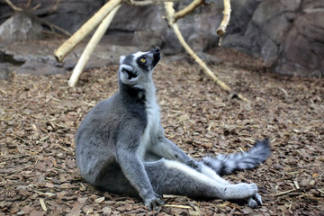 The ring-tailed lemur (Lemur catta)