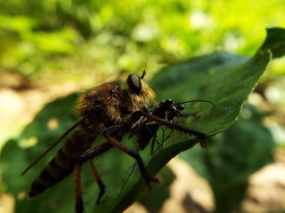 シオヤアブ horsefly