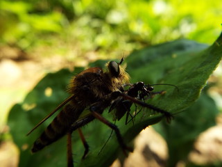 シオヤアブ horsefly