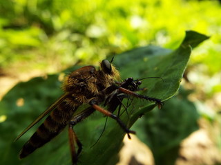 シオヤアブ horsefly