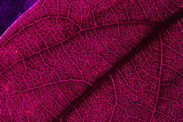 Fototapeta na wymiar Macro of a red leaf