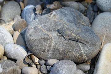 grashopper mimikry srones