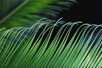Macro of a green tropical leaf