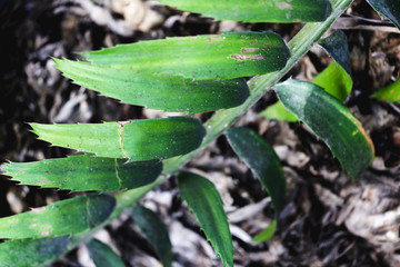 Macro of a green tropical leaf