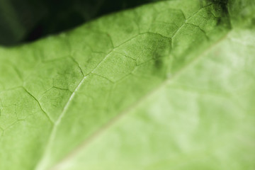 Detail of a green leaf