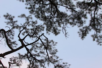 Pine Tree in Silhouette Style