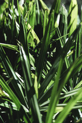 Group of tropical green leaves