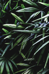 Fototapeta premium Group of tropical green leaves