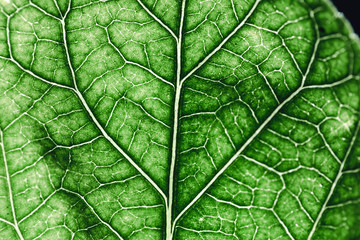 Detail of a green leaf