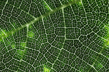 Detail of a green leaf