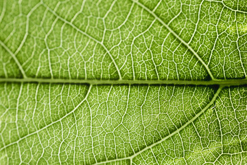 Detail of a green leaf
