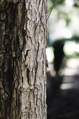 Fototapeta premium Detail of a brown trunk