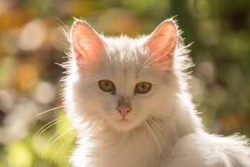 Naklejka na ściany i meble White cat portrait in backlight