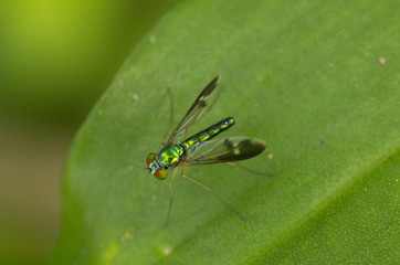 green fly on green leaf