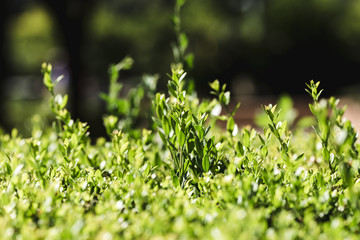 Detail of group of green leaves