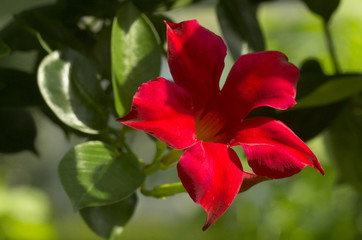 blossom of red flower, Brazilian Jasmine