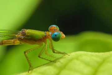 Beautiful dragonflies are attached to the green leaves in the natural garden.
