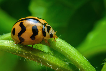 Ladybug with yellow stripes, black, walking on green leaves, beautiful morning.