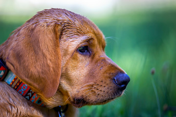 Fox red labrador retriever lying in green grass.