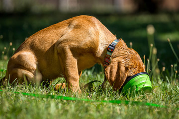 Fox red labrador retriever lying in green grass.