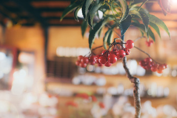 Coffee beans ripening, fresh coffee,red berry branch, little coffee tree in North of Thailand. Sun light in Vintage tone.