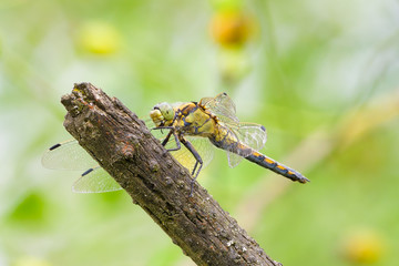  Black Darter dragonfly, Sympetrum danae, female.