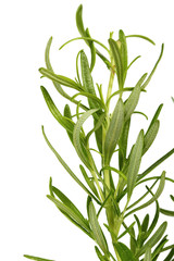 Obraz premium Rosemary