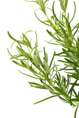 Fototapeta premium Rosemary