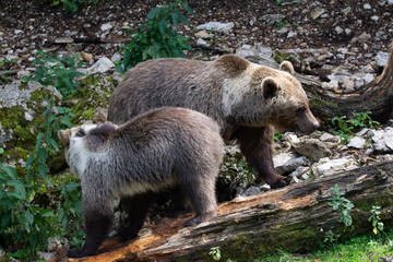 Obraz premium Ours