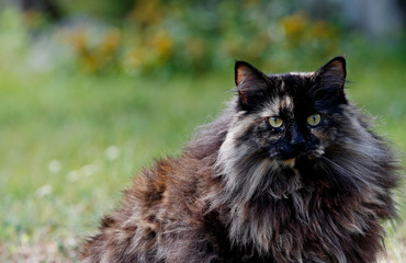 A strict looking tortoiseshell norwegian forest cat staring at the photographer