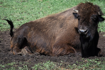 Fototapeta premium Bison