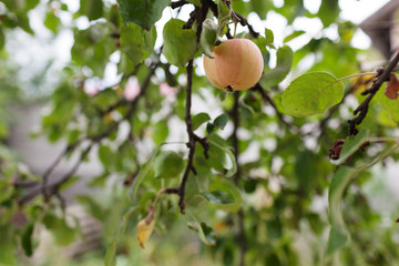 Fresh juicy apple on apple tree branch. Organic apple in natural environment. Crop of apple in summer garden