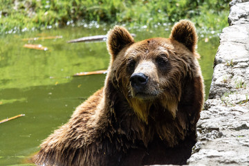 Fototapeta premium Ours