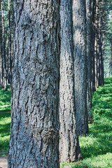 Fototapeta premium Sunlight breaks through the trees, Redwoods National State Parks, California