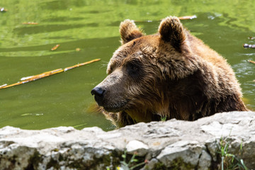 Fototapeta premium Ours