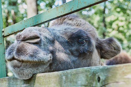 A camel in the paddock looks through the fence. Animal head close up.