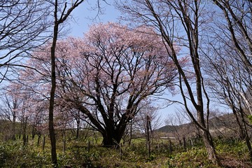Fototapeta premium 満開の桜オオヤマザクラ