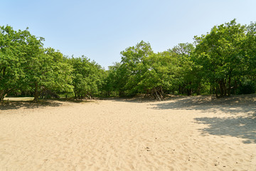 Strand mit Sand und Bäumen
