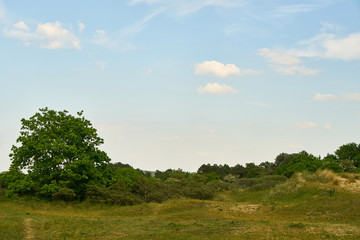 Fototapeta na wymiar Grüne Wiese und blauer Himmel als Hintergrund