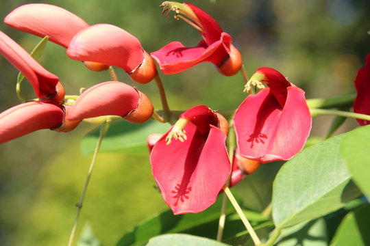 アルゼンチン国花 Images Browse 25 Stock Photos Vectors And Video Adobe Stock