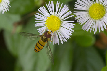 Obraz premium flower fly on Annual fleabane flower