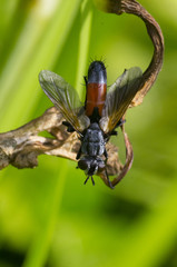 closeup of flower fly on dry leaf