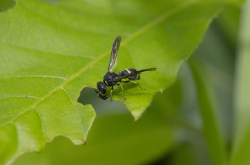 bee on leaf