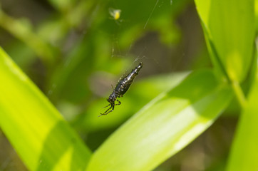 black spider on the web